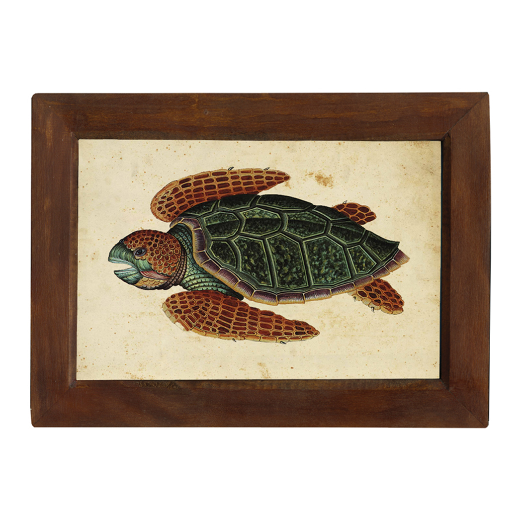 Sea Turtle 6 1 2 X 10 Print Behind Glass Red Brown Distressed Solid Wood Frame Framed Size Is 8 1 2 X 12 Schooner Bay Company