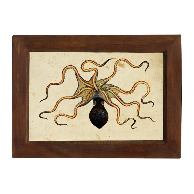 Schooner Bay Co Engraved Octopus Vintage Scrimshaw Bone Box
