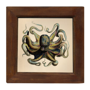 Marine Life/Birds Botanical/Zoological Octopus 8″ x 8″ Print Behind Glass. Red-Brown Distressed Solid Wood Frame. Framed size is 9-3/4″ x 9-3/4″.