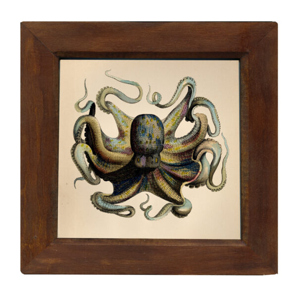 Prints Sea Creatures Octopus 8″ x 8″ Print Behind Glass. Red-Brown Distressed Solid Wood Frame. Framed size is 9-3/4″ x 9-3/4″.