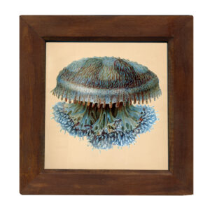 Marine Life/Birds Botanical/Zoological Blue Jellyfish 8″ x 8″ Print Behind Glass. Red-Brown Distressed Solid Wood Frame. Framed size is 9-3/4″ x 9-3/4″.