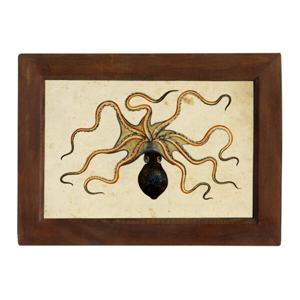 Marine Life/Birds Botanical/Zoological Vintage Octopus Print Reproduction Behind Glass in Solid Mango Wood Frame. Framed to 8-1/2″ x 12″.