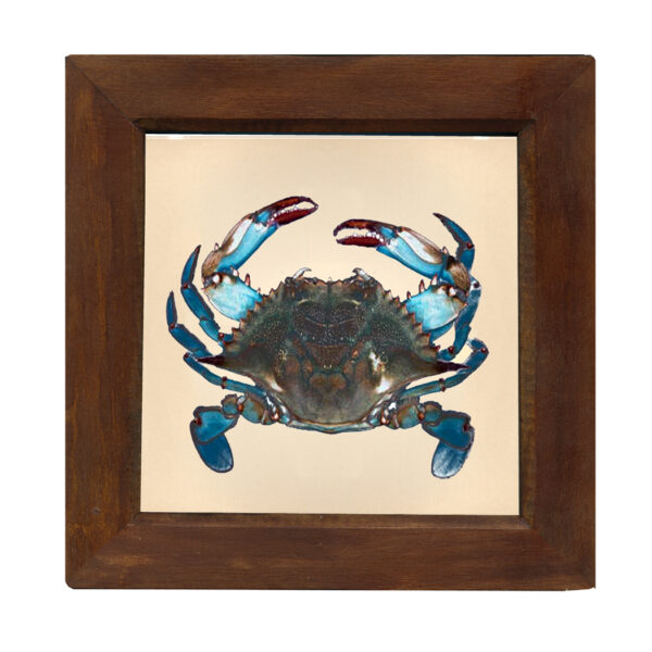 Marine Life/Birds Botanical/Zoological Blue Crab 8″ x 8″ Print Behind Glass. Red-Brown Distressed Solid Wood Frame. Framed size is 9-3/4″ x 9-3/4″.
