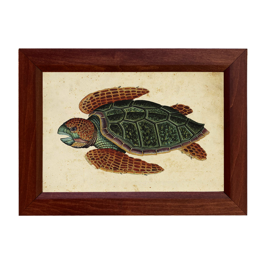 Marine Life/Birds Botanical/Zoological Swimming Turtle Framed Vintage Reprodu ...