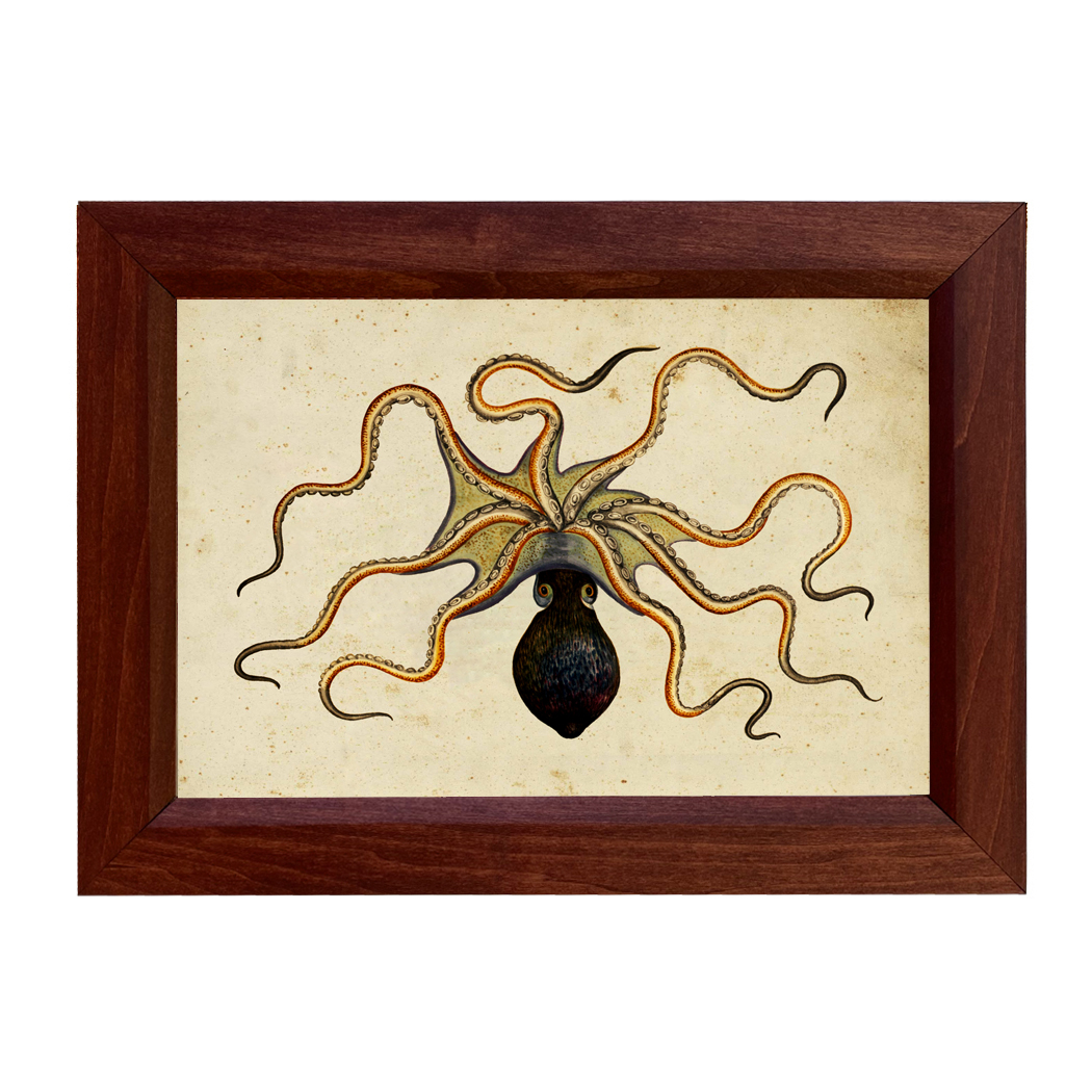 Marine Life/Birds Botanical/Zoological Octopus Framed Reproduction Vintage Pr ...