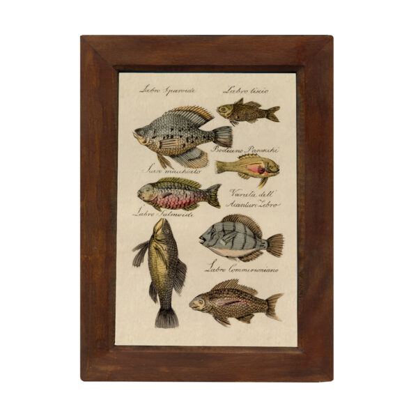 Prints Vintage Fish Color Illustration Print Reproduction Behind Glass in Solid Mango Wood Frame- 8-1/2″ x 12″