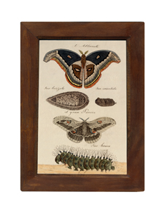 Prints Great Peacock Moth Vintage Color Illustration Reproduction Print Behind Glass in Solid Mango Wood Frame- 8-1/2″ x 12″