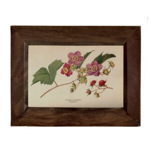 Botanical Botanical/Zoological Flowering Raspberry Vintage Color Illu ...