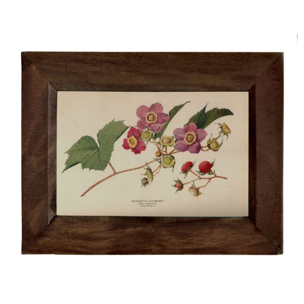 Prints Framed Art Flowering Raspberry Vintage Color Illustration Reproduction Print Behind Glass in Solid Wood Frame- 5-1/4″ x 7-1/4″.