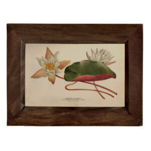 Botanical Botanical/Zoological American Water Lily Vintage Color Illu ...