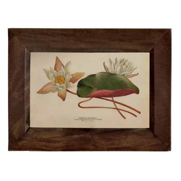 Prints Framed Art American Water Lily Vintage Color Illustration Reproduction Print Behind Glass in Solid Wood Frame- 5-1/4″ x 7-1/4″.