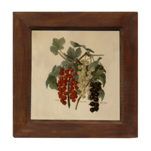 Botanical Botanical/Zoological Bunch of Grapes Vintage Color Illustra ...