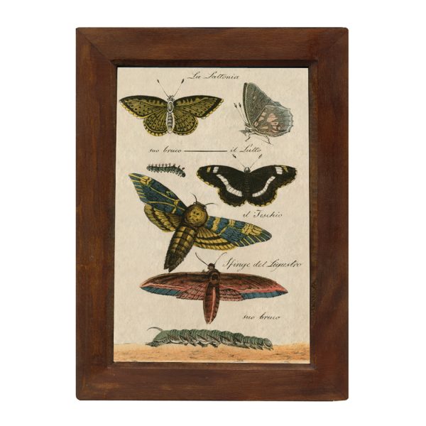 Botanical Botanical/Zoological Butterflies Vintage Color Illustration Print Reproduction Behind Glass in Solid Mango Wood Frame- 8-1/2″ x 12″