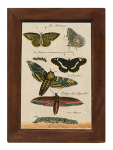 Prints Butterflies Vintage Color Illustration Print Reproduction Behind Glass in Solid Mango Wood Frame- 8-1/2″ x 12″