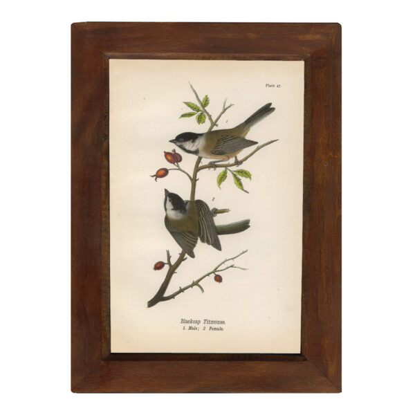 Botanical Botanical/Zoological Blackcap Titmouse Vintage Color Illustration Reproduction Print Behind Glass in Solid Mango Wood Frame- 8-1/2″ x 12″.