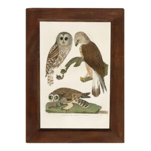 Marine Life/Birds Botanical/Zoological Barred Owl Vintage Color Illustration Reproduction Print Behind Glass