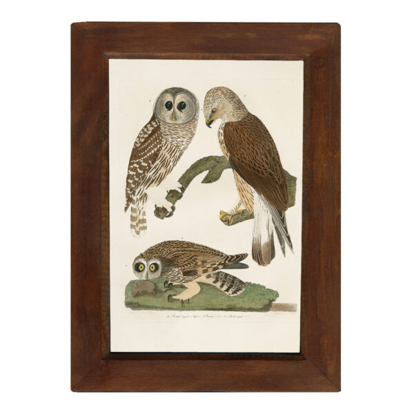 Prints Barred Owl Vintage Color Illustration Reproduction Print Behind Glass in Solid Mango Wood Frame – 8-1/2″ x 12″