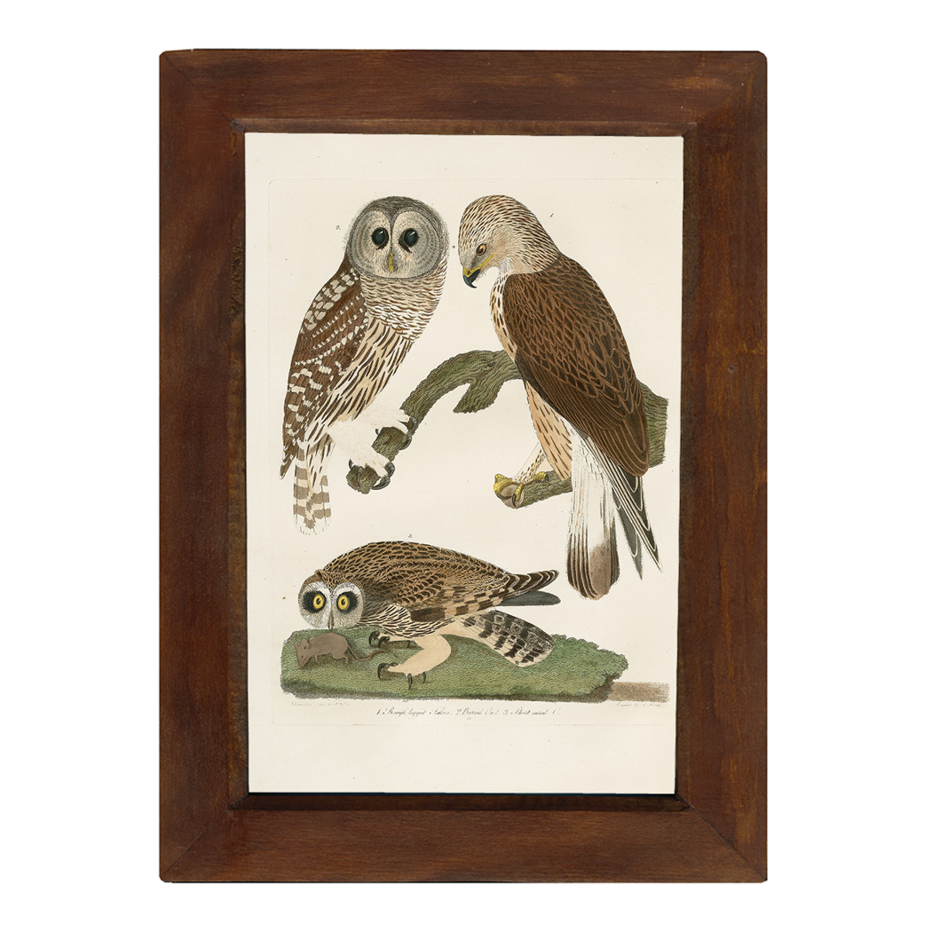 Barred Owl Vintage Color Illustration Reproduction Print Behind Glass ...