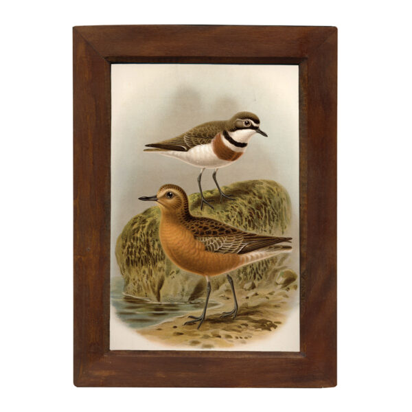 Prints Framed Art Shore Birds Vintage Color Illustration Reproduction Print Behind Glass in Solid Mango Wood Frame- 8-1/2″ x 12″.