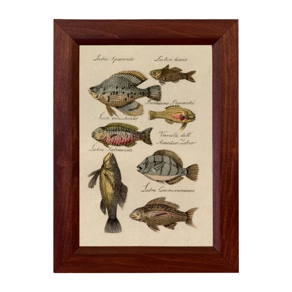 Marine Life/Birds Botanical/Zoological Saltwater Fish Vintage Color Illustration Framed Print