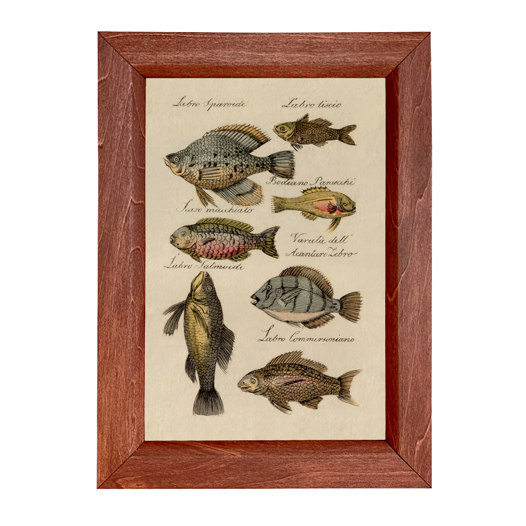 Marine Life/Birds Botanical/Zoological Vintage Fish Color Illustration Print  ...
