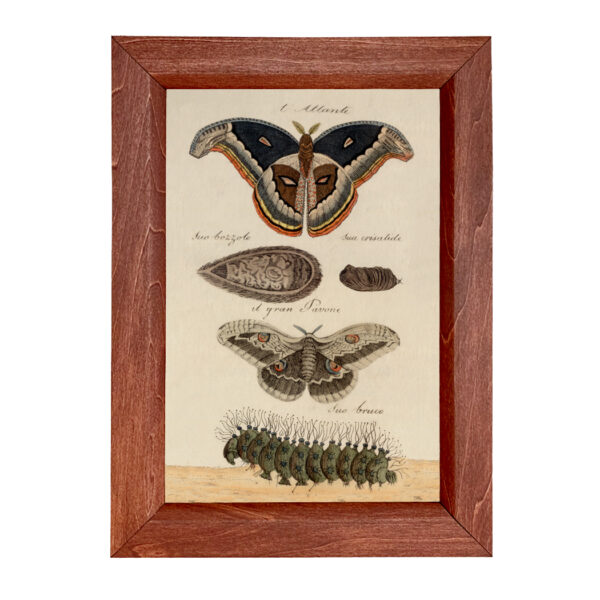 Botanical Botanical/Zoological Great Peacock Moth Vintage Color Illustration Reproduction Print Behind Glass in Solid Wood Frame- 8-1/2″ x 12″