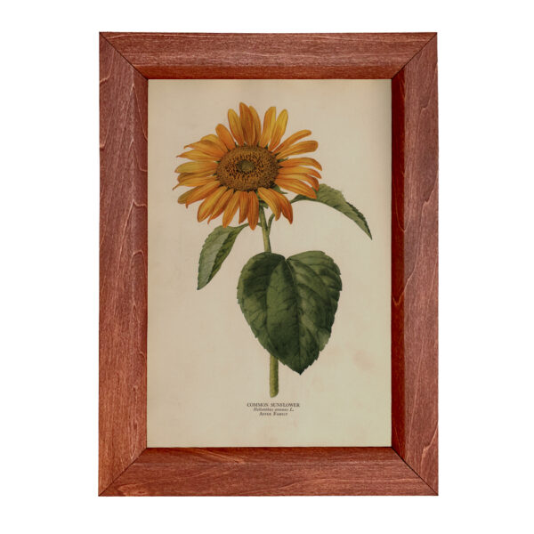 Botanical Botanical/Zoological Common Sunflower Vintage Color Illustration Reproduction Print Behind Glass in Solid Wood Frame- 8-1/2″ x 12″.