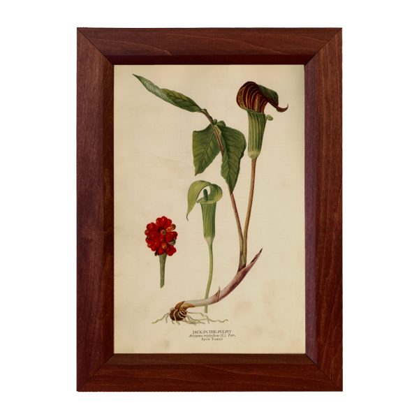 Botanical Botanical/Zoological Jack in the Pulpit Vintage Color Illustration