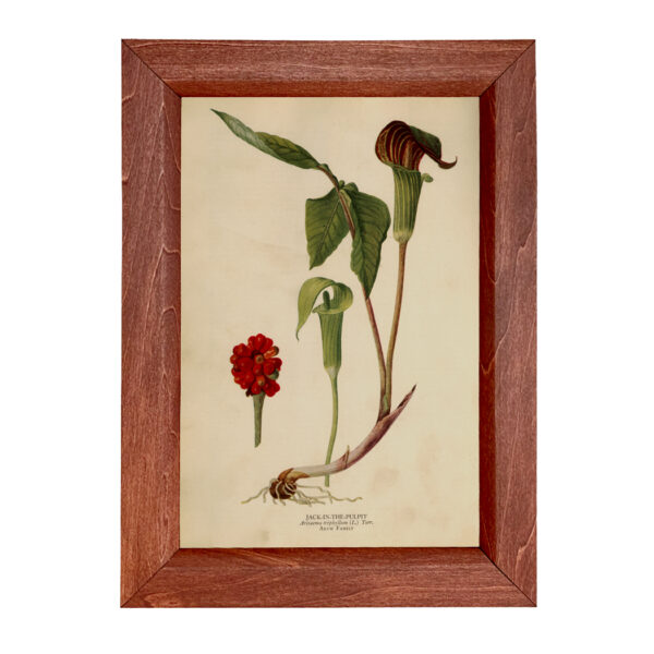 Botanical Botanical/Zoological Jack in the Pulpit Vintage Color Illustration Reproduction Print Behind Glass in Solid Wood Frame- 8-1/2″ x 12″