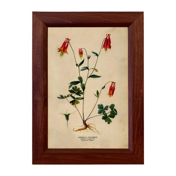 Botanical Botanical/Zoological American Columbine Vintage Color Illustration