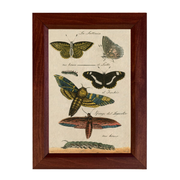 Botanical Botanical/Zoological Butterflies Vintage Color Illustration Framed Reproduction Print