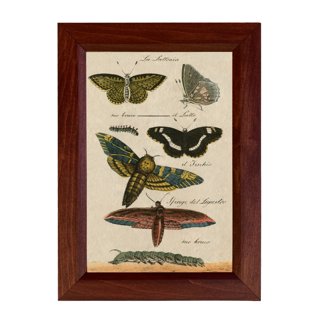 Botanical Botanical/Zoological Butterflies Vintage Color Illustration ...