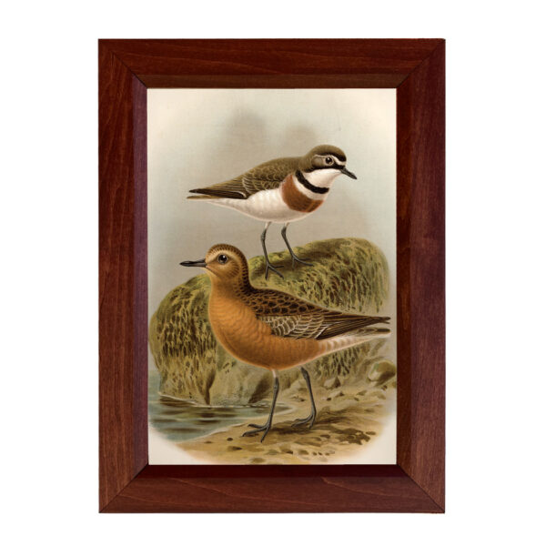 Marine Life/Birds Botanical/Zoological Shore Birds Vintage Color Illustration Framed Reproduction Print