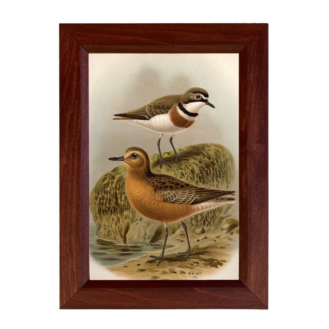 Marine Life/Birds Botanical/Zoological Shore Birds Vintage Color Illustration ...