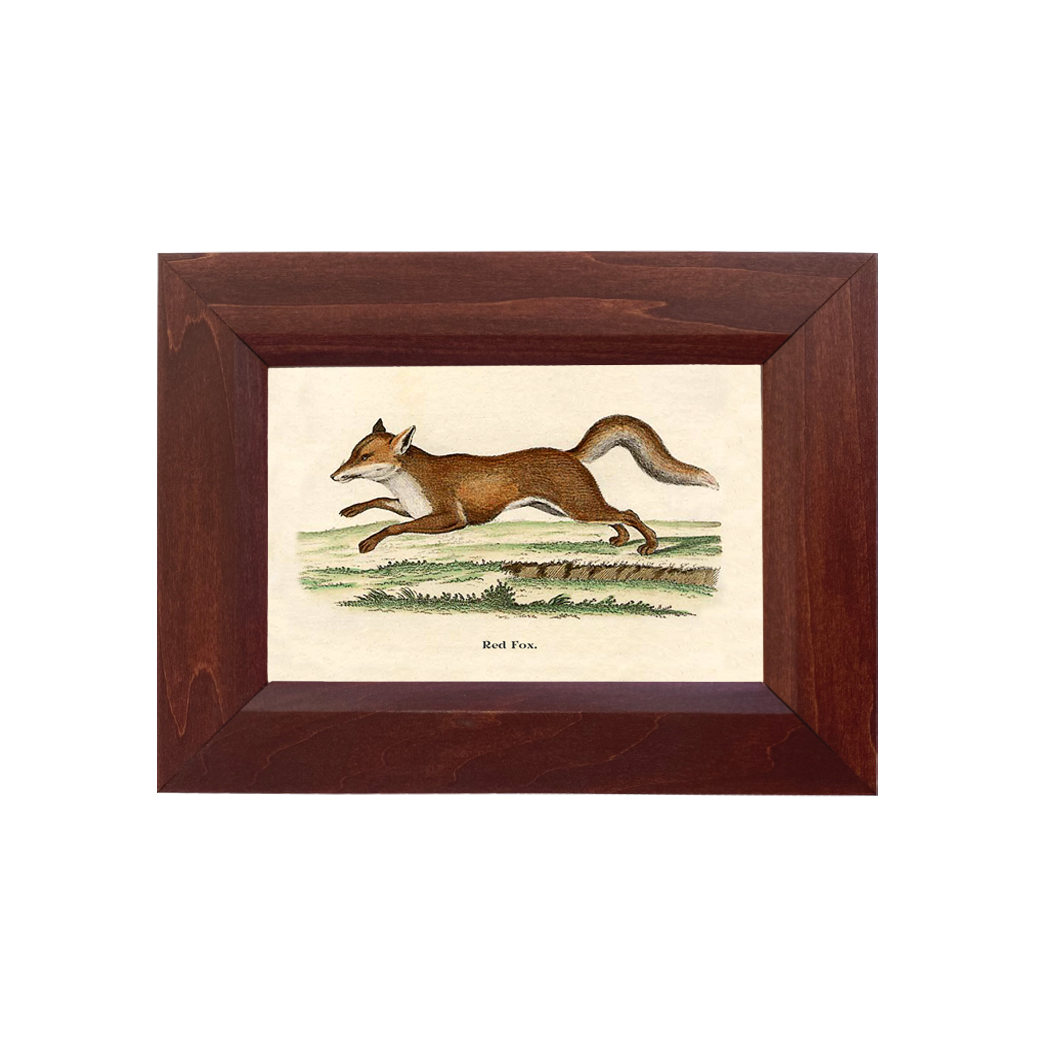 Equestrian Equestrian Fox on the Run Framed Print Behind Gla ...
