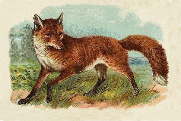 Equestrian/Fox Equestrian Fox in the Grass Vintage Illustration Framed Print
