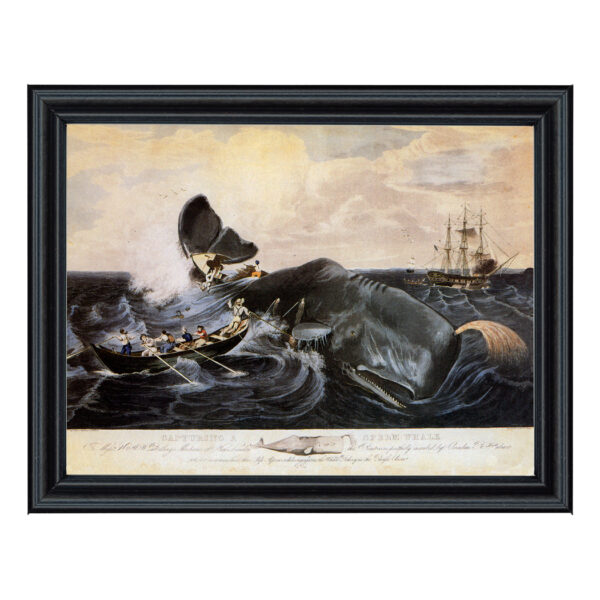 Nautical Nautical Capturing a Sperm Whale Print Behind Glass in Black Solid Wood Frame- 11″ x 14″ Framed to 12-3/4″ x 15-3/4″.