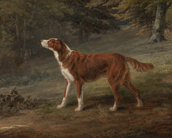 Cabin/Lodge Animals Irish Red and White Setter Dog Oil Painting Print on Canvas
