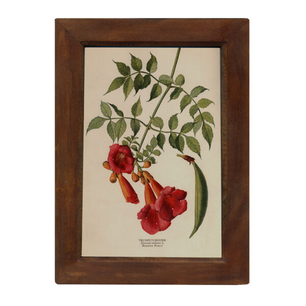 Botanical Trumpet Creeper Vintage Color Illustration Reproduction Print Behind Glass in Solid Mango Wood Frame- 8-1/2″ x 12″