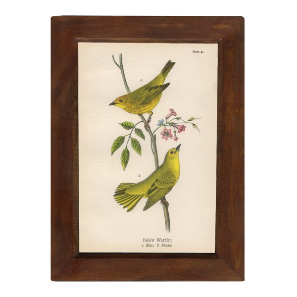 Botanical Botanical/Zoological Yellow Warbler Vintage Color Illustration Framed Reproduction Print Behind Glass in Solid Mango Wood Frame- 8-1/2″ x 12″