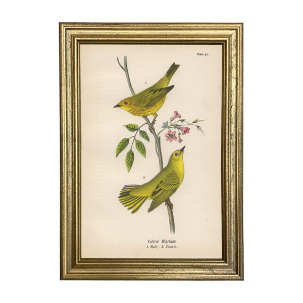 Marine Life/Birds Animals Yellow Warbler Vintage Color Illustration Framed Reproduction Print Behind Glass in Gold Frame- 8-1/2″ x 12″