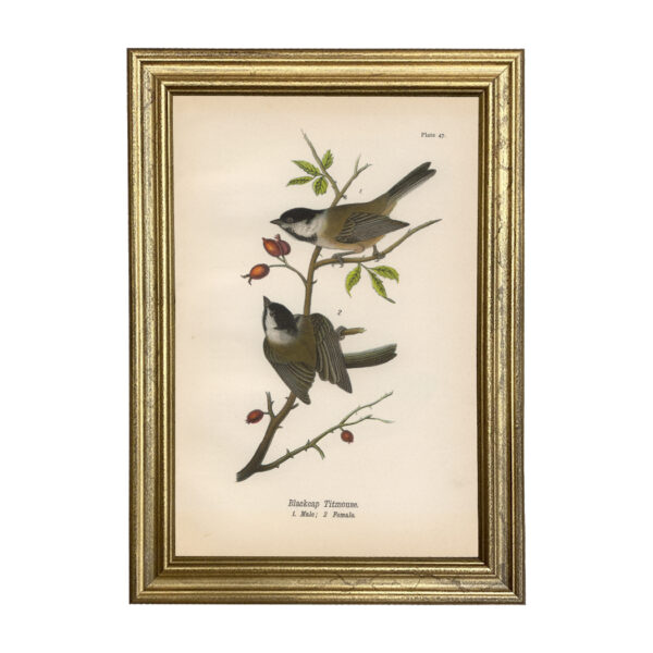 Marine Life/Birds Animals Blackcap Titmouse Vintage Color Illustration Reproduction Print Behind Glass in Gold Wood Frame