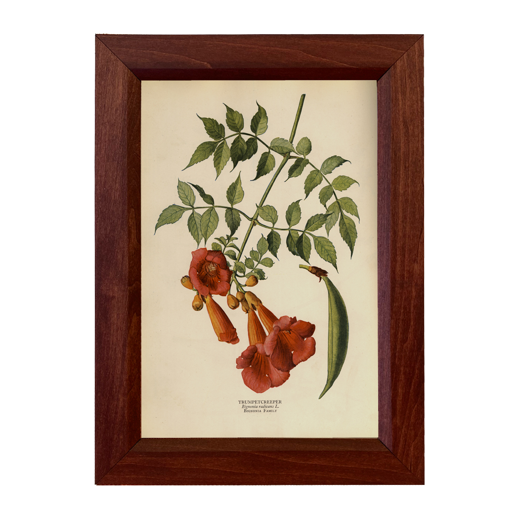 Botanical Botanical/Zoological Trumpet Creeper Vintage Color Illustration Reproduction Print Behind Glass