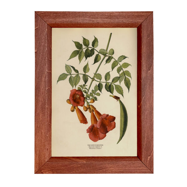 Botanical Botanical/Zoological Trumpet Creeper Vintage Color Illustration Reproduction Print Behind Glass in Solid Wood Frame- 8-1/2″ x 12″