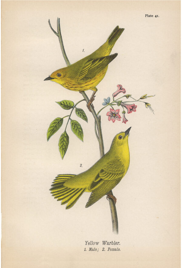 Botanical Botanical/Zoological Yellow Warbler Vintage Color Illustration Framed Print