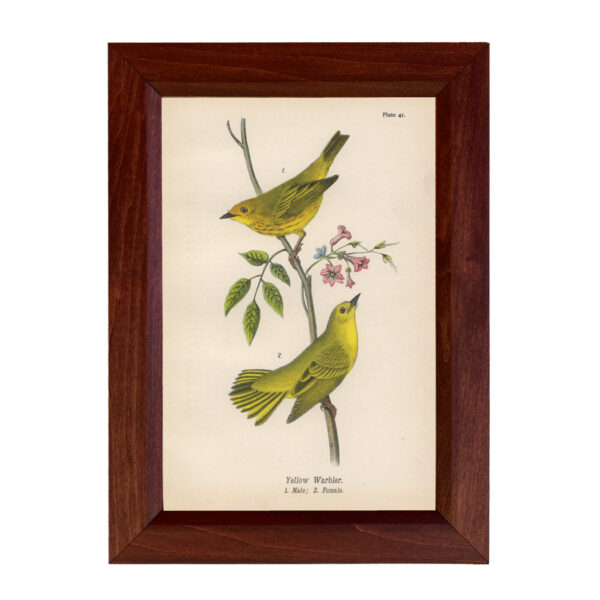 Botanical Botanical/Zoological Yellow Warbler Vintage Color Illustration Framed Reproduction Print