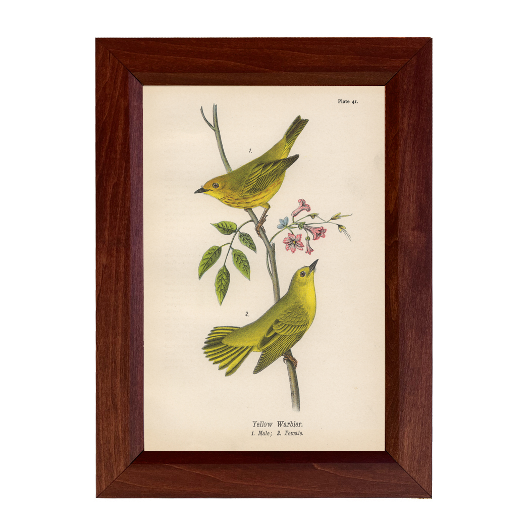 Botanical Botanical/Zoological Yellow Warbler Vintage Color Illustrat ...