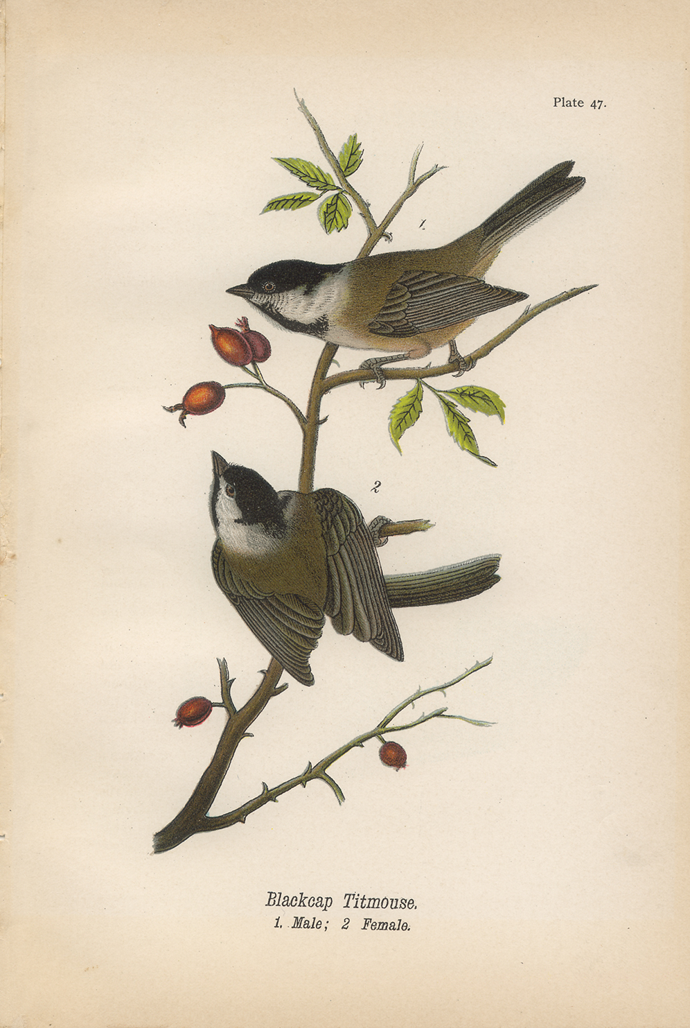 Marine Life/Birds Animals Blackcap Titmouse Vintage Color Illustration Reproduction Print Behind Glass
