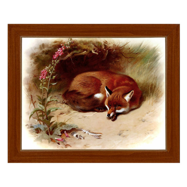 Equestrian Animals Red Fox Vintage Book Illustration Framed Print Behind Glass