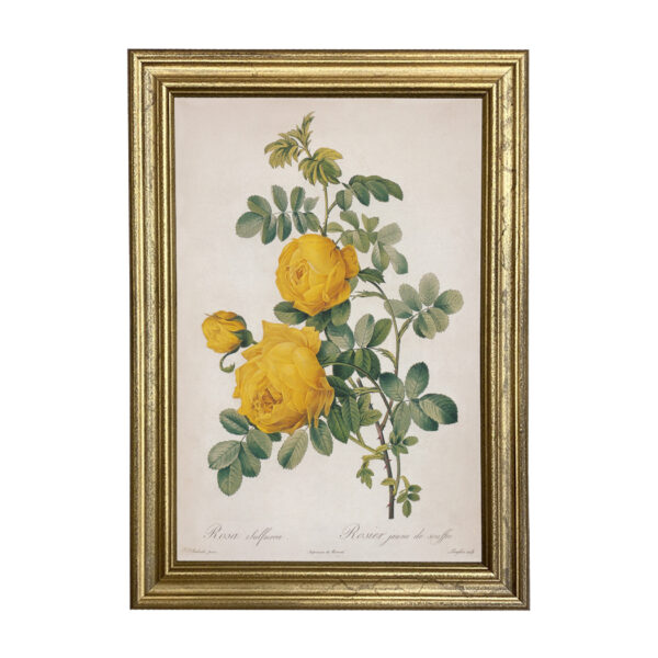 Botanical Botanical/Zoological Rosa Sulfurea Yellow Rose Vintage Color Illustration Reproduction Print Behind Glass in Gold Frame
